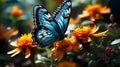 Monarch blue butterfly on a background of orange foliage Royalty Free Stock Photo