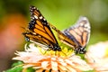 Monarch butterflies Royalty Free Stock Photo