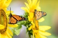 Monarch Butterflies on bright yellow sunflower on a sunny summer morning