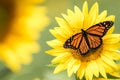 Monarch Butterflies on bright yellow sunflower on a sunny summer morning