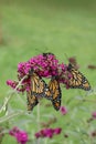 Monarch butterflies on butterfly bush Royalty Free Stock Photo