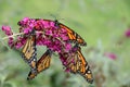 Monarch butterflies on butterfly bush Royalty Free Stock Photo
