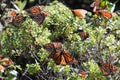 Monarch Butterflies Royalty Free Stock Photo