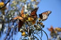 Monarch Butterflies Royalty Free Stock Photo