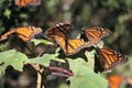 Monarch Butterflies Royalty Free Stock Photo