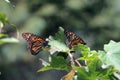 Monarch Butterflies Royalty Free Stock Photo