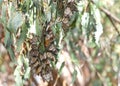 Monarch butterflies clustered in a Eucalyptus tree