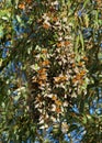 Monarch butterflies clustering together in eucalyptus trees