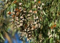 Monarch butterflies clustering in Eucalyptus tree