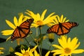 2 Monarch butterflies