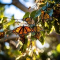 Monarch butterflies Danaus plexippus  Made With Generative AI illustration Royalty Free Stock Photo