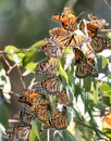 Monarch butterflies - Danaus plexippus Royalty Free Stock Photo