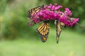 Monarch butterflies on butterfly bush Royalty Free Stock Photo