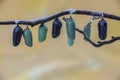 Monarch chrysalis in clear and early stages Royalty Free Stock Photo