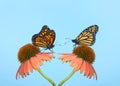 Monarch Butterflies face to face on coneflowers