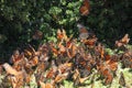 Monarch Butterflies fly Royalty Free Stock Photo