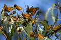 Monarch butterflies gathered on a tree branch during the autumn