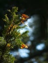 Monarch butterflies on juniper tree branch Royalty Free Stock Photo