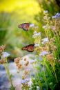 Monarch butterflies landing on garden flowers to feed on nectar and lay eggs for future generations. Royalty Free Stock Photo