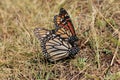 Monarch Butterflies mating, Michoacan, Mexico