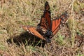 Monarch Butterflies mating, Michoacan, Mexico