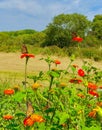 Monarch butterflies on Mexican sunflowers