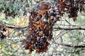 Monarch Butterflies, Michoacan, Mexico Royalty Free Stock Photo
