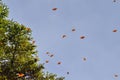 Monarch Butterflies, Michoacan, Mexico Royalty Free Stock Photo