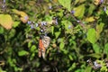 Monarch Butterflies, Michoacan, Mexico Royalty Free Stock Photo