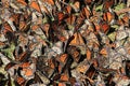 Monarch Butterflies, Michoacan, Mexico