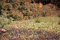 Monarch Butterflies, Michoacan, Mexico Royalty Free Stock Photo