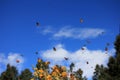 Monarch Butterflies, Michoacan, Mexico