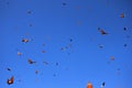 Monarch Butterflies, Michoacan, Mexico Royalty Free Stock Photo