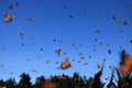 Monarch Butterflies, Michoacan, Mexico Royalty Free Stock Photo