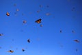 Monarch Butterflies, Michoacan, Mexico Royalty Free Stock Photo