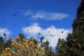 Monarch Butterflies, Michoacan, Mexico Royalty Free Stock Photo