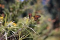 Monarch Butterflies, Michoacan, Mexico Royalty Free Stock Photo