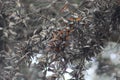 Monarch Butterflies migrating and clustered in trees