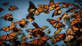 Monarch butterflies