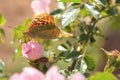 Monarch butterflies on pink flowers