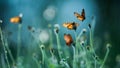 Monarch butterflies pollination on flowers fields