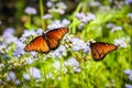 Monarch Butterflies on Purple Flowers Royalty Free Stock Photo