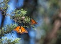 Monarch butterflies resting on an evergreen tree branch Royalty Free Stock Photo