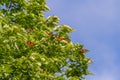 Monarch butterflies roosting