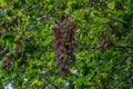 Monarch butterflies roosting