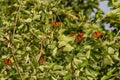 Monarch butterflies roosting