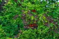 Monarch butterflies roosting