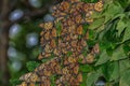 Monarch butterflies roosting