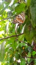 monarch butterflies sit on  leaf with green bokeh background Royalty Free Stock Photo