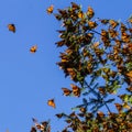 Monarch Butterflies on tree branch in blue sky background Royalty Free Stock Photo